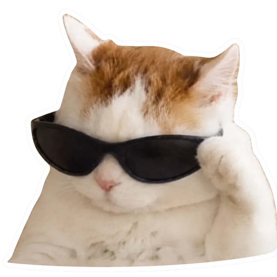 cat in sunglasses