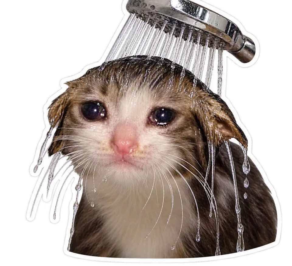 wet cat